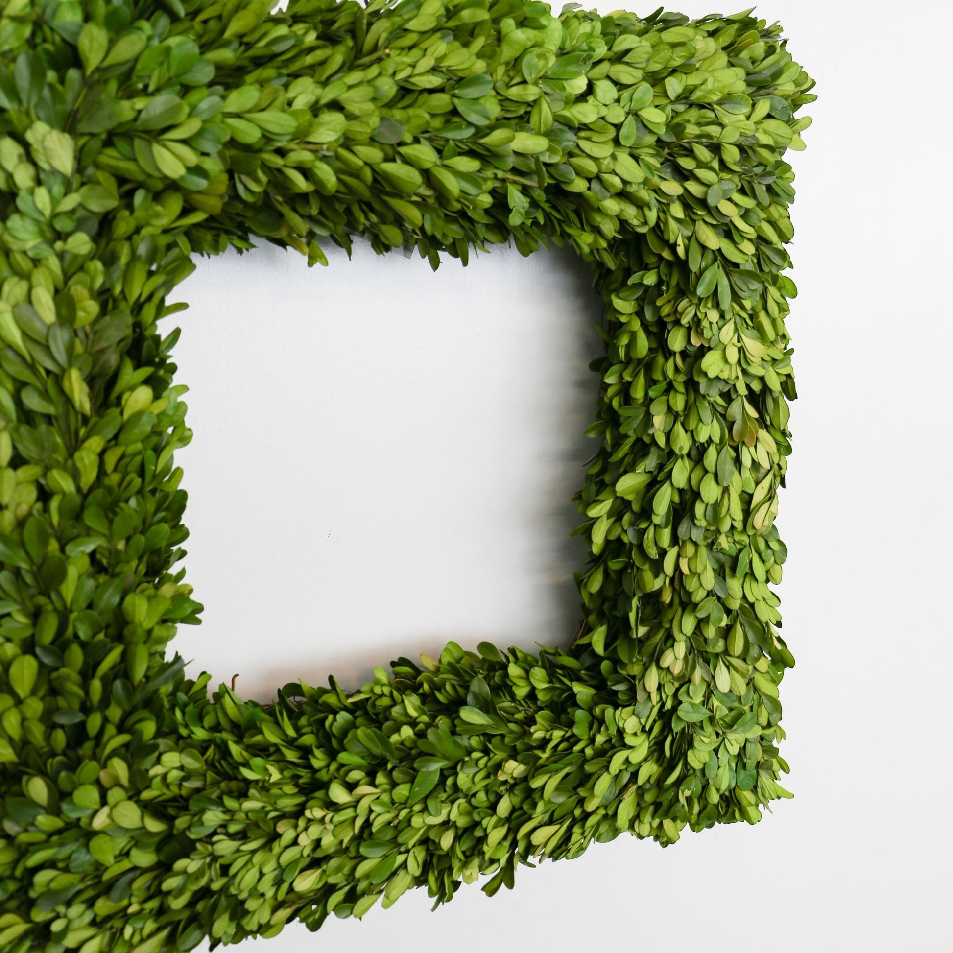 20 Inch Square Preserved Natural Boxwood Wreath - Knot and Spool