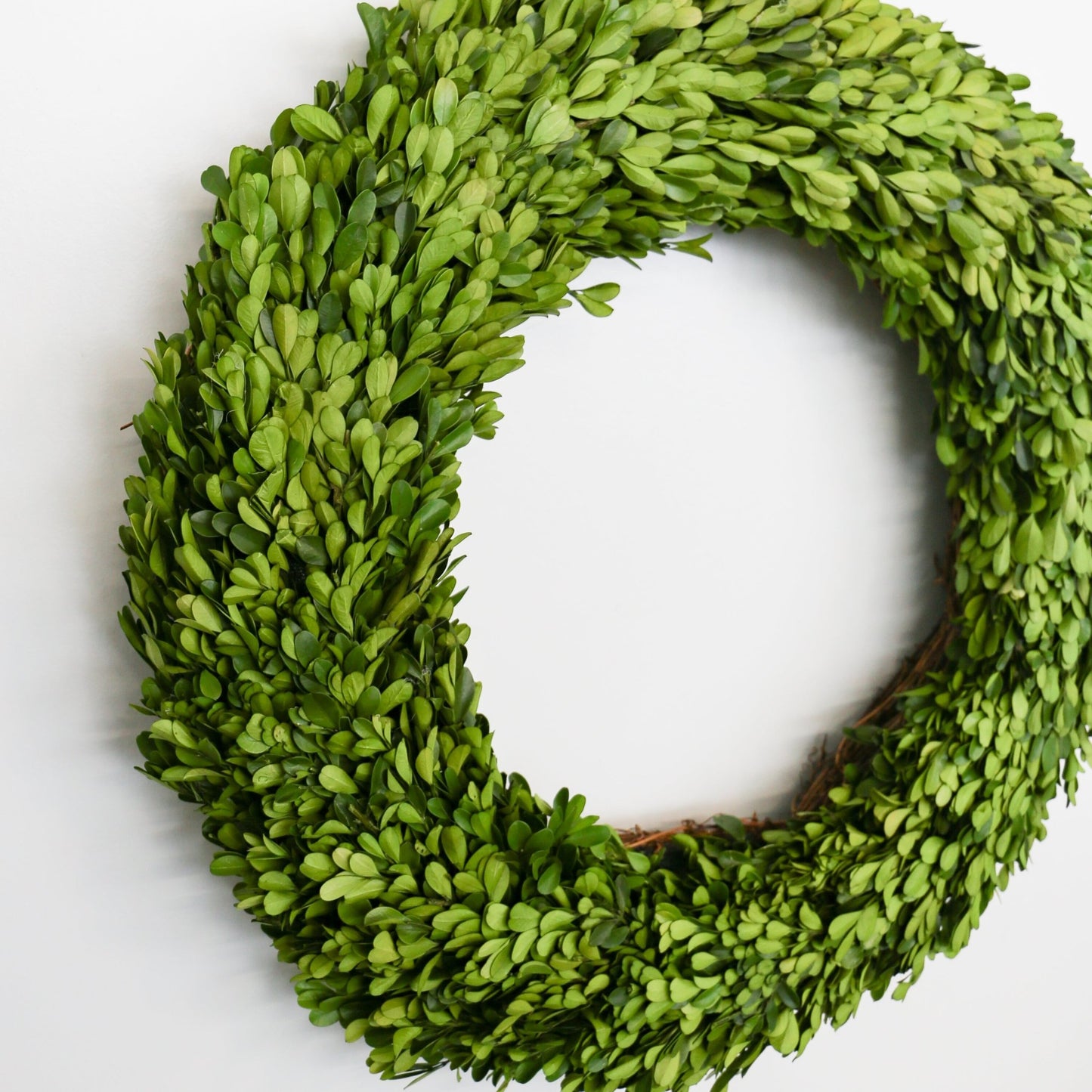 24 Inch Round Preserved Natural Boxwood Wreath - Knot and Spool
