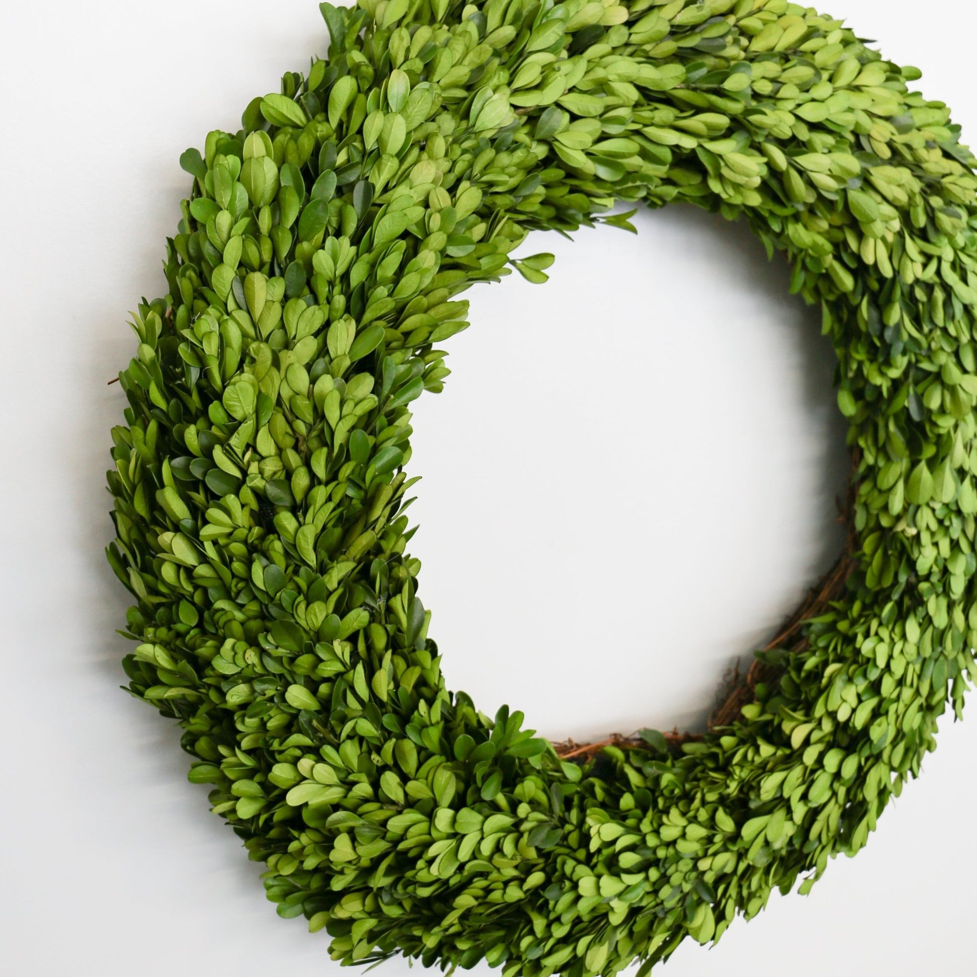 24 Inch Round Preserved Natural Boxwood Wreath - Knot and Spool