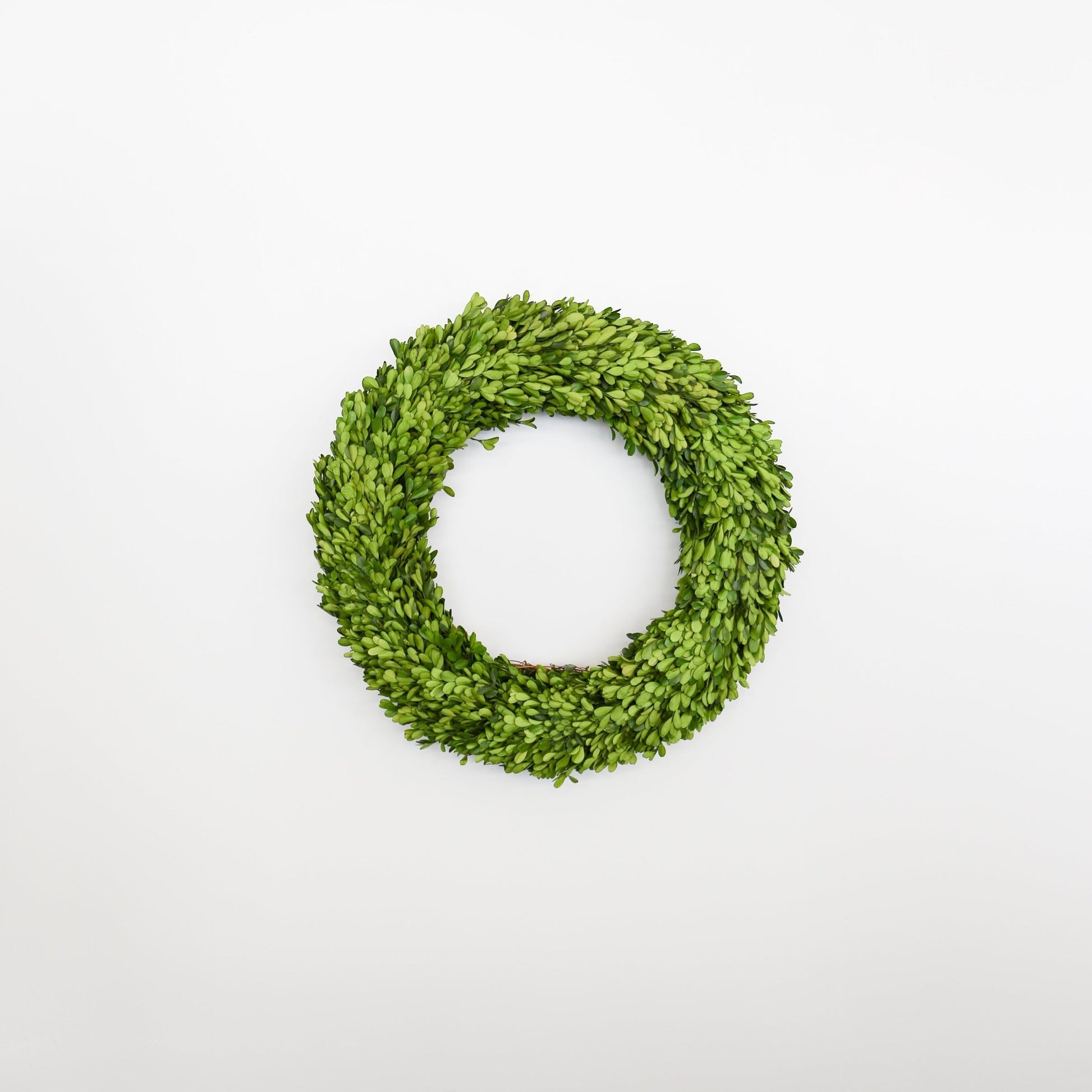 24 Inch Round Preserved Natural Boxwood Wreath - Knot and Spool