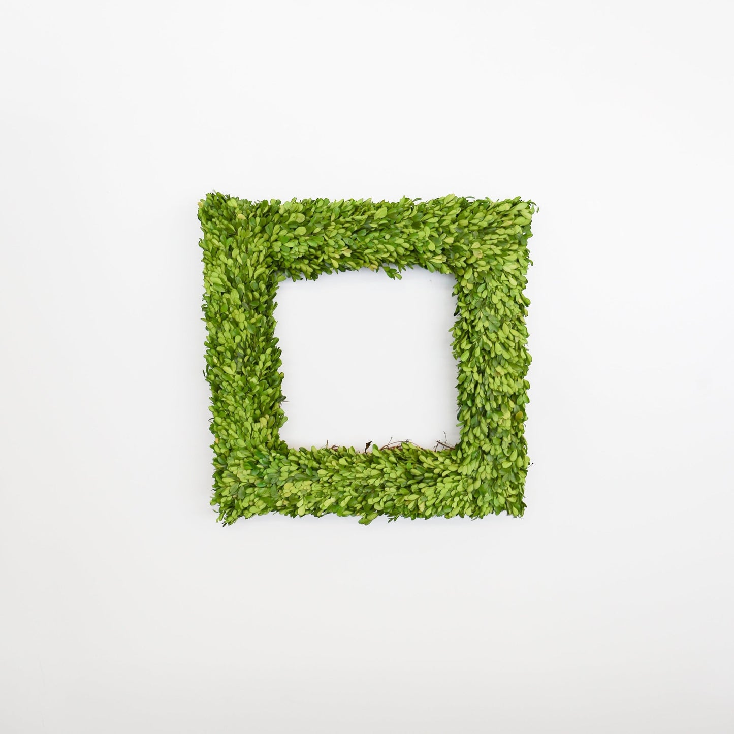 24 Inch Square Preserved Natural Boxwood Wreath - Knot and Spool