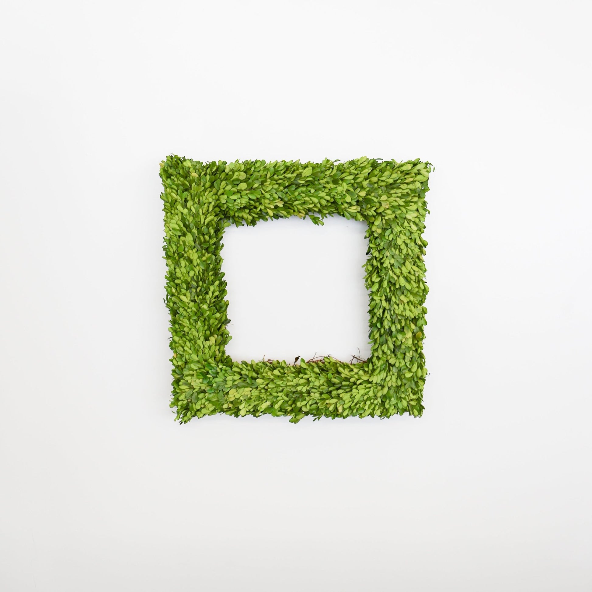 24 Inch Square Preserved Natural Boxwood Wreath - Knot and Spool