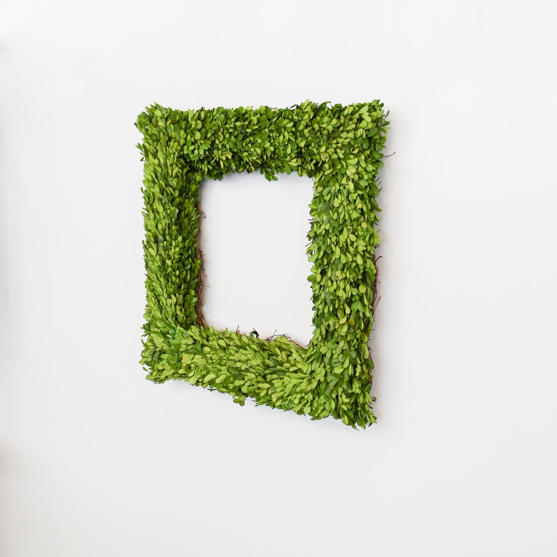 24 Inch Square Preserved Natural Boxwood Wreath - Knot and Spool