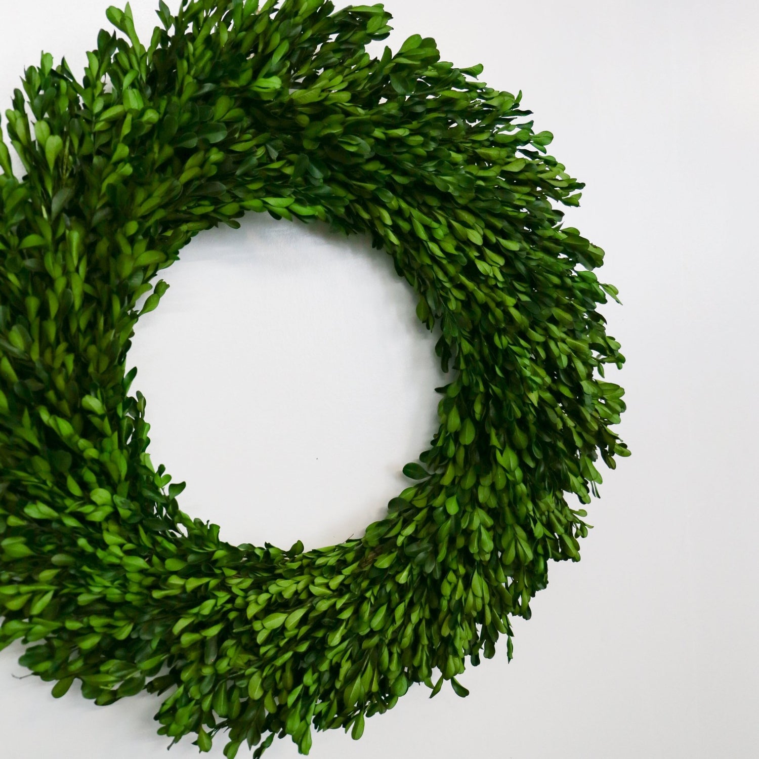 Turtle Creek Lane Preserved Boxwood Wreath - Knot and Spool